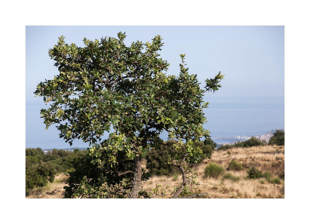 Вилла Ecoagriturismo Notti Stellate Etna Mare Маскали Экстерьер фото